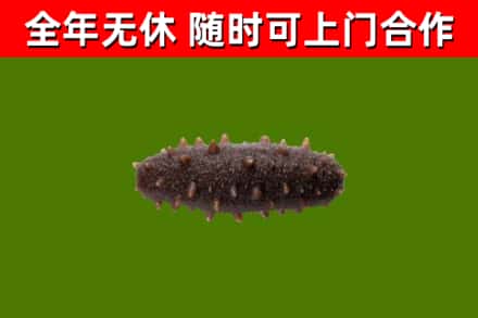 加格达奇回收海参干